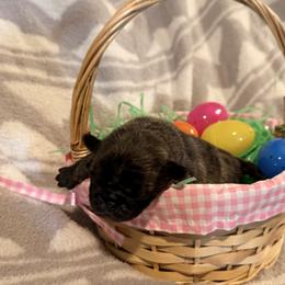 River - Brindle male Pug puppy in Smiths Station, Alabama from Magnolia Pugs