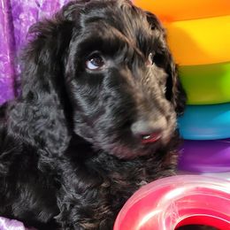 Bernedoodles and Sheepadoodles from Josies perfect doodles