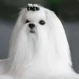 Maltese from Blue Hill Maltese