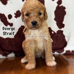 George Strait - Cream male Goldendoodle puppy in Lancaster, Minnesota from North Star Dog Training