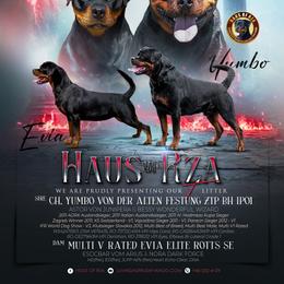 Boy 3 - Black and tan male Rottweiler puppy in San Antonio, Texas from HAUS OF RZA