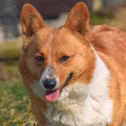 Millie - American Corgi