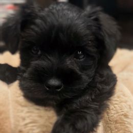 Timmy- Black Collar - Black male Miniature Schnauzer puppy in Yucaipa, California from Mt. View's Pretty Little Schnauzers