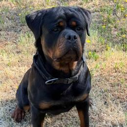 Hank - Rottweiler