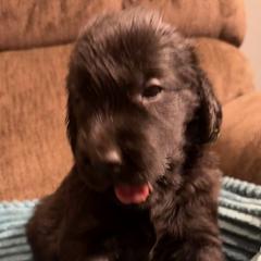 Quartz - Black male Flat-Coated Retriever puppy in Saxapahaw, North Carolina from Banquo