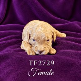 Girl 3 - Caramel female Australian Labradoodle puppy in Easley, South Carolina from Royal Diamond Australian Labradoodles