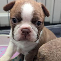 Red boy - Red male Boston Terrier puppy in Oak Hills, California from All American Boston Terriers