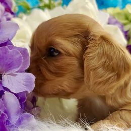 Cavalier King Charles Spaniel Puppies from Sunset Valley Cavaliers