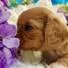 Cavalier King Charles Spaniel Puppies from Sunset Valley Cavaliers