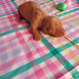 Dachshund Puppies from Doxie Dreams
