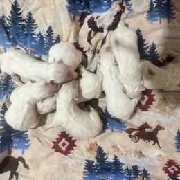3 - White and biscuit female Samoyed puppy in Goldendale, Washington from Better’s Samoyeds