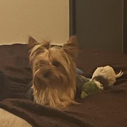 Yorkshire Terrier puppies from Jeanie's Yorkshire Terriers