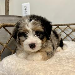 Morticia - female Australian Mountain Doodle puppy in Culpeper, Virginia from Hazel River Doodles