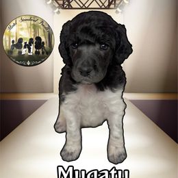 Mugatu - Parti male Poodle puppy in Yakima, Washington from Mistel Standard Poodles