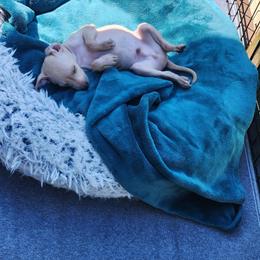 Cream Boy 2 - Cream male Italian Greyhound puppy in Snohomish, Washington from Divine Italian Greyhounds