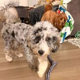 Sadie - Merle female Goldendoodle puppy in Point, Texas from Tiny Paws Goldendoodles