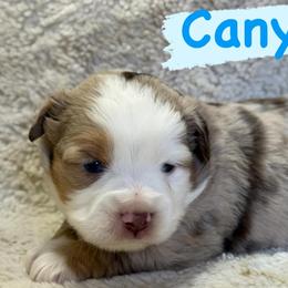 Canyon - Red merle male Miniature Australian Shepherd puppy in South Central, Pennsylvania from Windy Hills Mini Aussies & Doodles