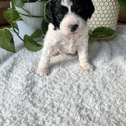 Keepsake Moo-Cow - Parti male Goldendoodle puppy in Houston, Texas from Suntini’s Goldendoodles