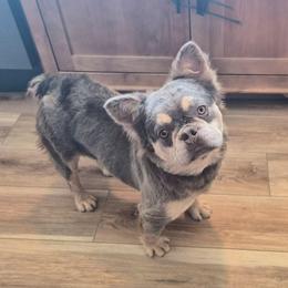 Rhaenyra - Blue fawn female French Bulldog puppy in Wilkes County, North Carolina from Carolina High Country Frenchies