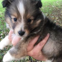 Shetland Sheepdogs from Glamar Shelties