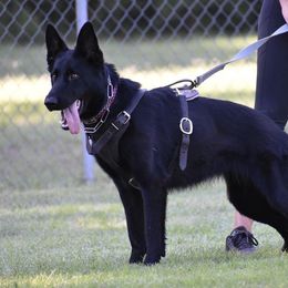 Bri  - German Shepherd