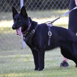Bri  - German Shepherd