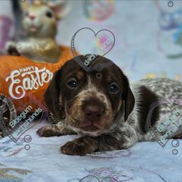 Chocolate brindle pointed pie girl. - Piebald female Dachshund puppy in Herald, California from Bluegum Dachshunds