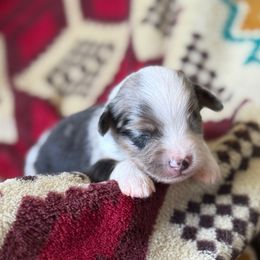 Pinto - Blue merle male Miniature Australian Shepherd puppy in Greenville, South Carolina from QC Homestead Miniature Australian Shepherds