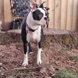 Lulu - Boston Terrier