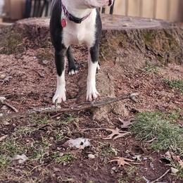 Lulu - Boston Terrier