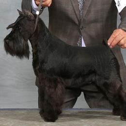 Miniature Schnauzers from Rainier Miniature Schnauzers