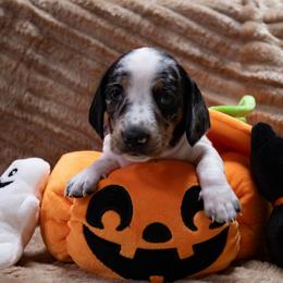 Purple Collar - Black and cream female Dachshund puppy in Belfair, Washington from Devoted Doxies, Lorraine’s Yorkies