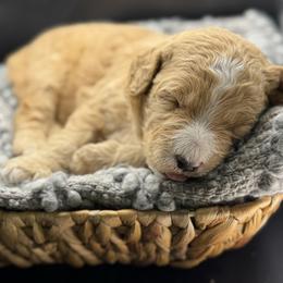 Double Doodle and Goldendoodle Puppies from Red White and Doodle