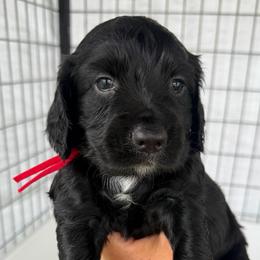 Boy 1 - Black male English Cocker Spaniel puppy in Millen, Georgia from Pine Hill Kennels