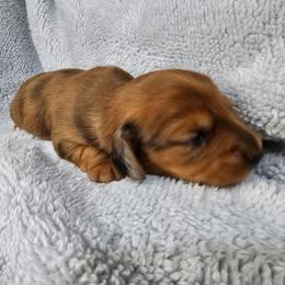 Girl 2 - Red female Dachshund puppy in Osawatomie, Kansas from Lindsays long haired doxies