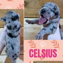 CELSIUS - Merle female Great Dane puppy in Wellsville, New York from Prophecy Danes