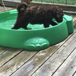 Bernedoodle and Goldendoodle Puppies from Bailey Mountain Doodles