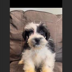 Jace - Miniature Schnauzer