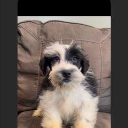 Jace - Miniature Schnauzer