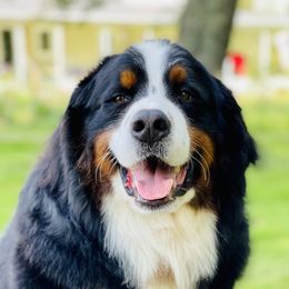 Kraine - Bernese Mountain Dog