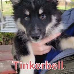Pomsky Puppies from Paw-lenty of Pomskies
