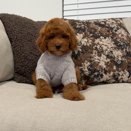 Boy 2 - Apricot male Goldendoodle puppy in Anaheim, California from Cuddle Bear Doodles