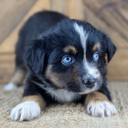 BTF2 - Black tri female Miniature Australian Shepherd puppy in Prague, Oklahoma from Classic K9’s  Aussies & Doodles
