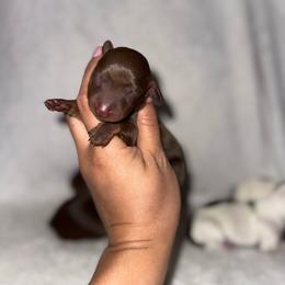 Zuko - Chocolate and tan male Dachshund puppy in Ceres, California from Rockin' M’s LilBitty Dachshunds (LBD)