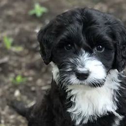 Portuguese Water Dogs from Portie Puppies