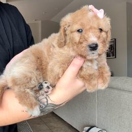 Hazel (Hazelnut) - Red female Bernedoodle puppy in Peoria, Arizona from Wroth's Paws
