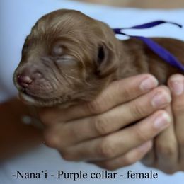 Nana'i - Caramel red female Australian Labradoodle puppy in Morgan Hill, California from Loving Labradoodle