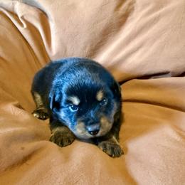 Evey - Black tri female Toy Australian Shepherd puppy in Medical Lake, Washington from MAS Gone Rogue