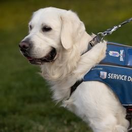 Hank - Golden Retriever