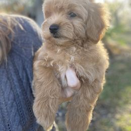 Boy 4 - Cream Labradoodle puppy in Bradenton, Florida from Doodle Acres